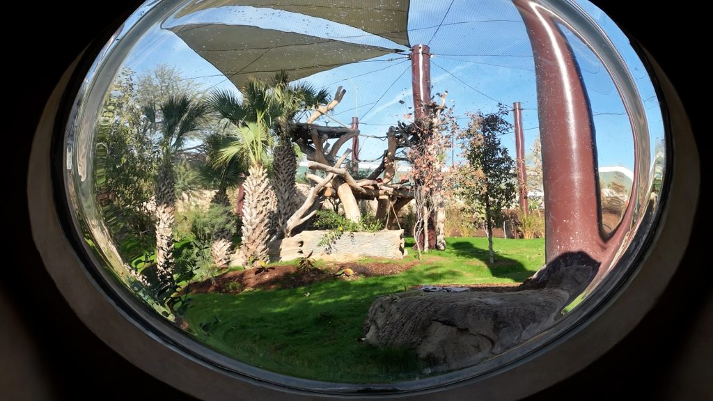 San Antonio Zoo Congo Falls Gorilla Attraction